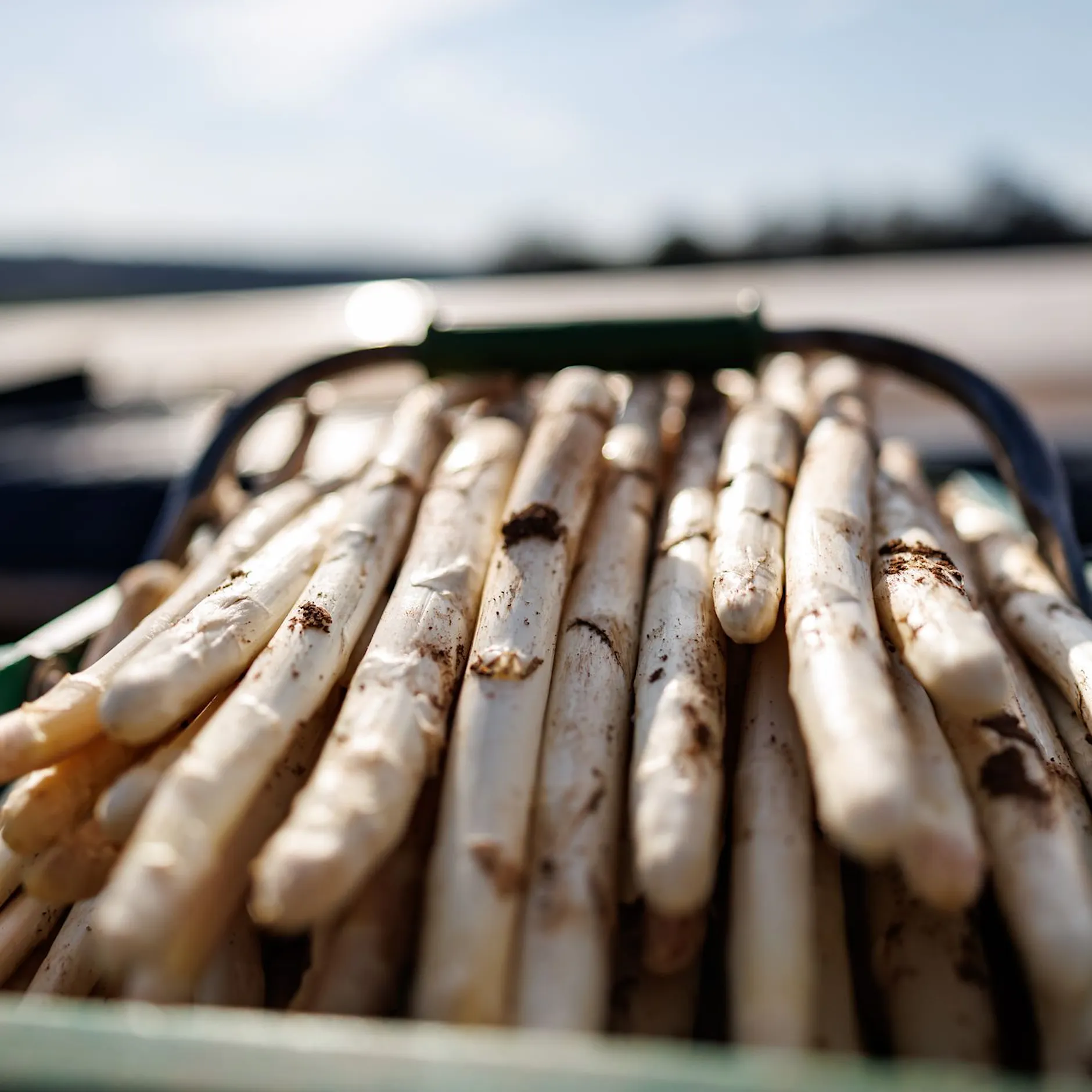 Weniger Betriebe, weniger Fläche: Wird jetzt der Spargel knapp?