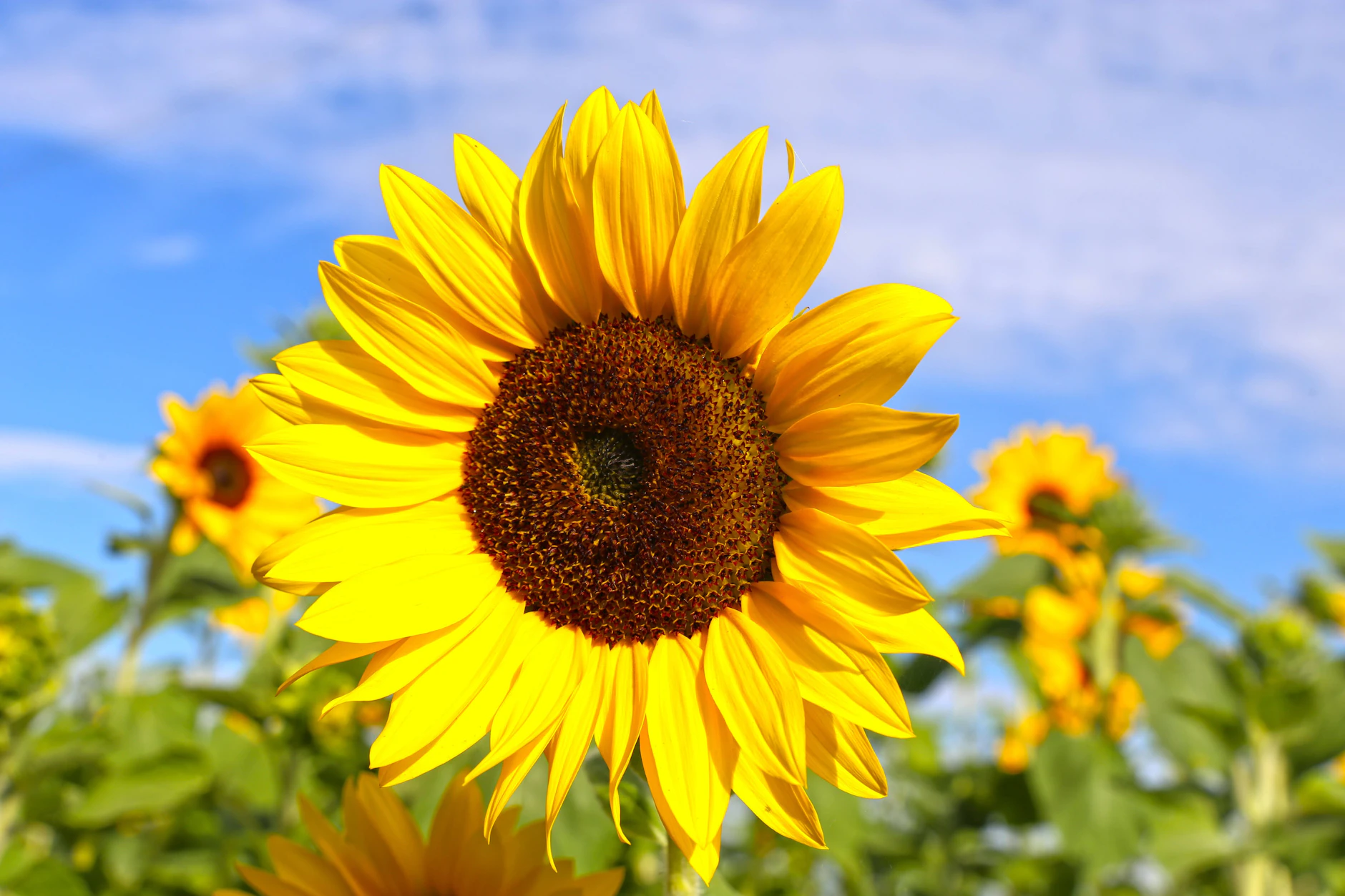 Sonnenblumen sind beliebt, aber wie kamen sie nach Europa? Bei „Wer wird Millionär“ geht es in der aktuellen ausgabe auch darum.