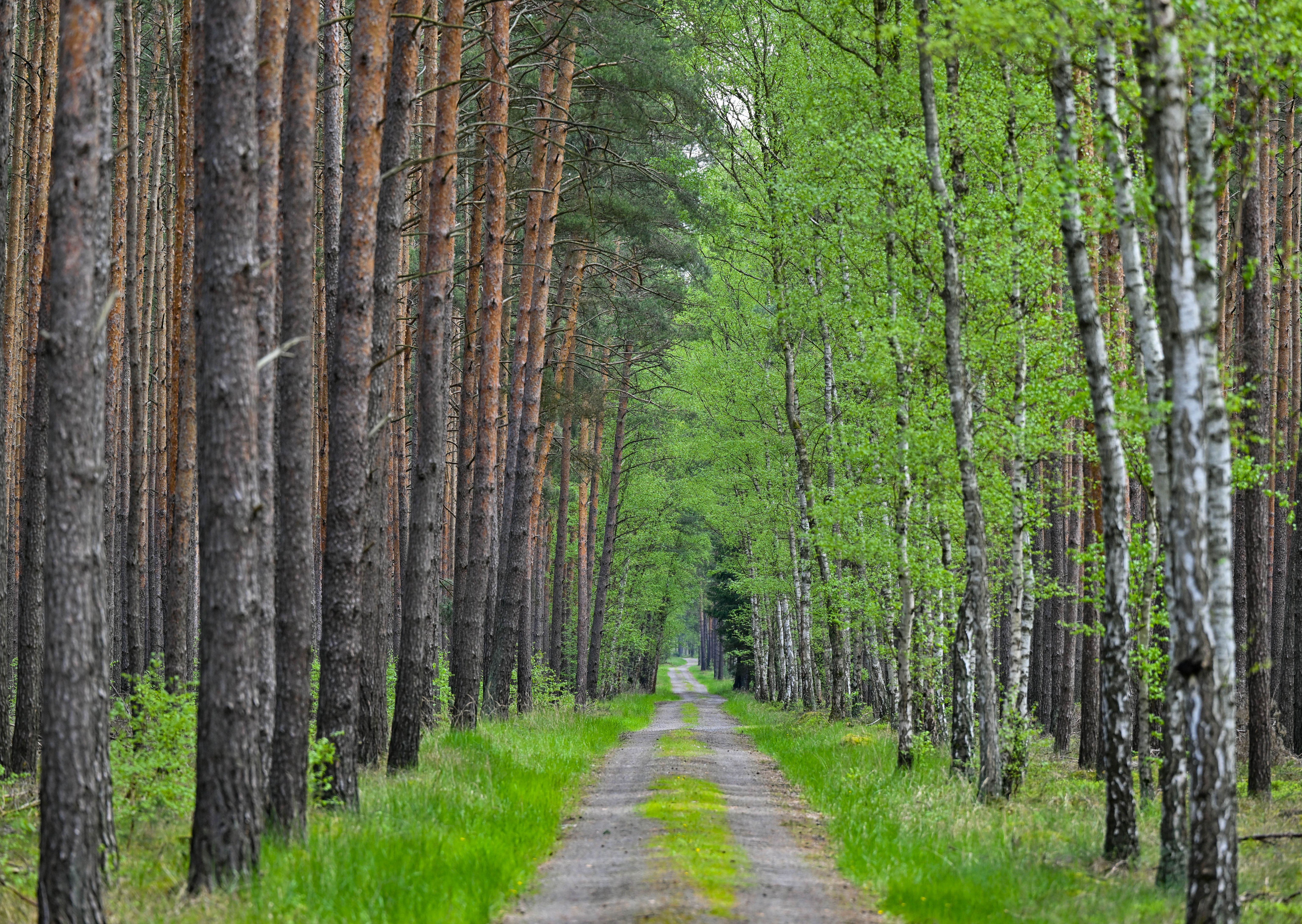 Wälder in Brandenburg: Streit zwischen Waldbesitzern und Landesregierung eskaliert