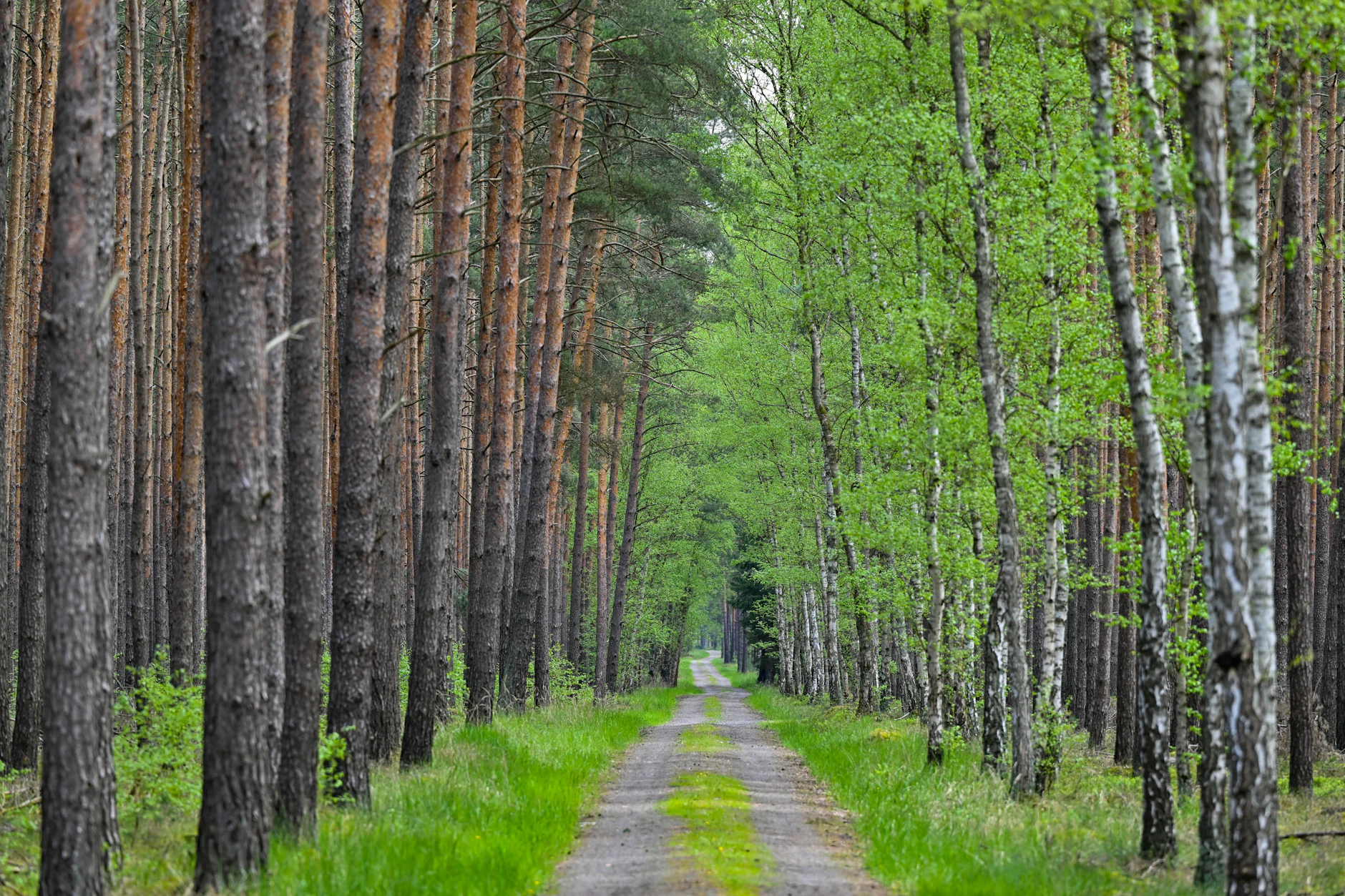 Der Brandenburger Wald macht 40 Prozent der Gesamtfläche des Bundeslandes aus.