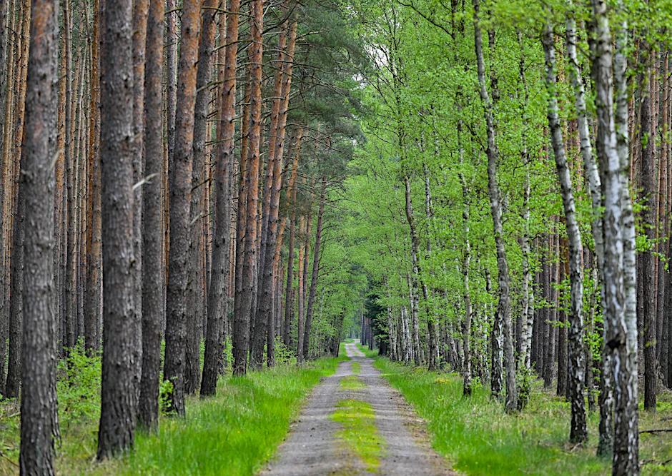 Wälder in Brandenburg: Streit zwischen Waldbesitzern und Landesregierung eskaliert