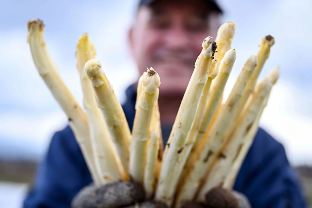 Spargel gilt als gesund, weil er reich an Wasser, Vitaminen und Mineralstoffen ist. 