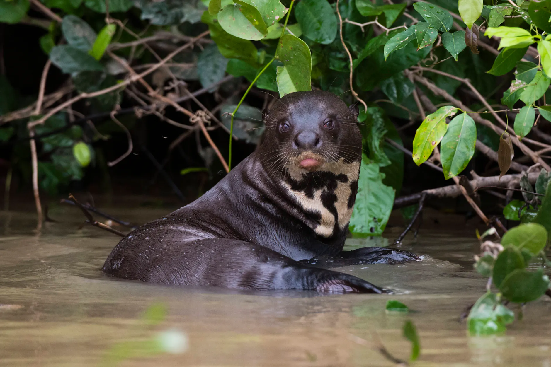 Ein Riesenotter im Pantanal in Brasilien. Die Region ist Lebensraum zahlreicher bedrohter Arten.
