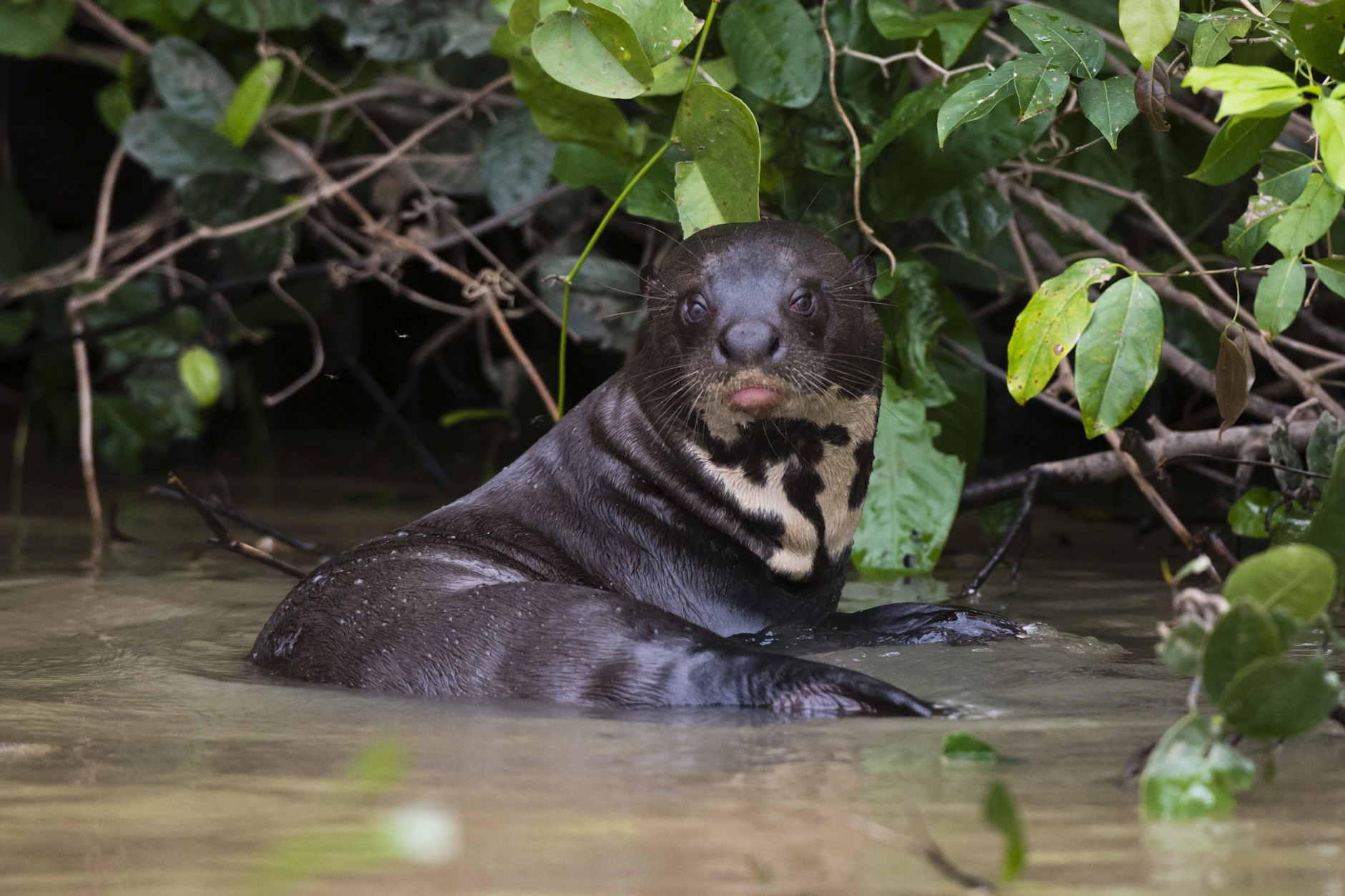 Ein Riesenotter im Pantanal in Brasilien. Die Region ist Lebensraum zahlreicher bedrohter Arten.