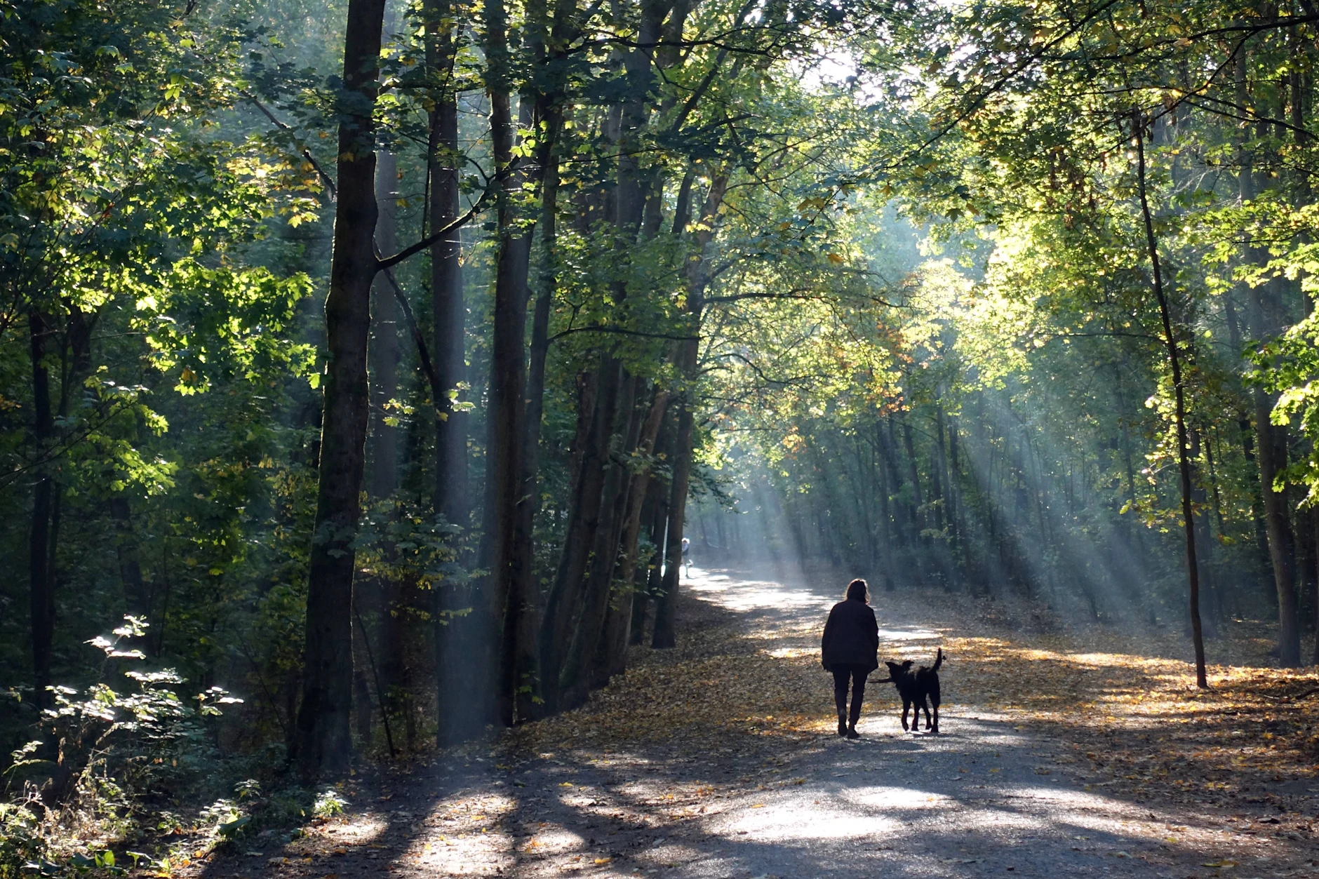Im Grunewald wurde einst massiv abgeholzt.