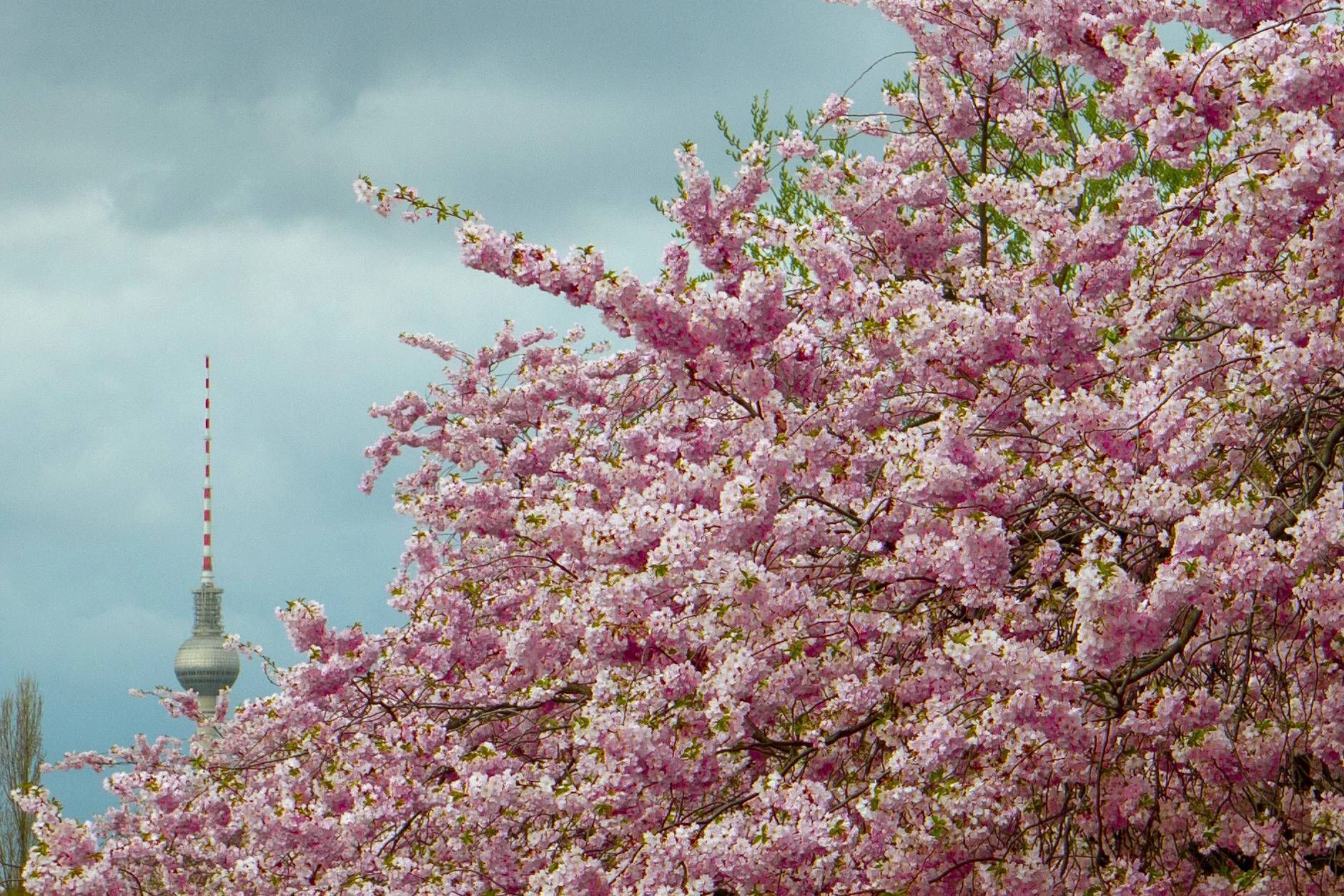 Diesen besonderen Blick auf den Fernsehturm hat man im Apil von der Schwedter Straße aus.