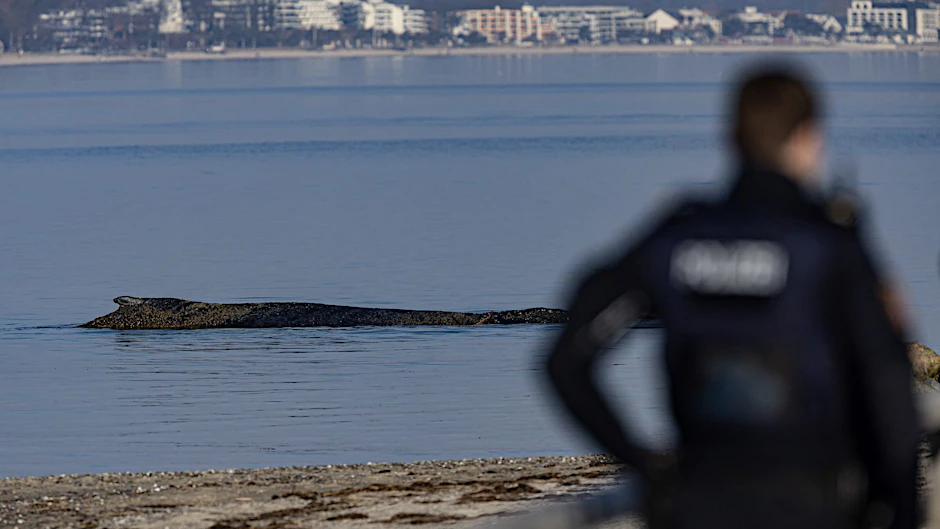 Ein Wal ist an der Ostseeküste vor Niendorf gestrandet. Die Polizei hat das Gelände abgesperrt, um das Tier nicht zu beunruhigen.