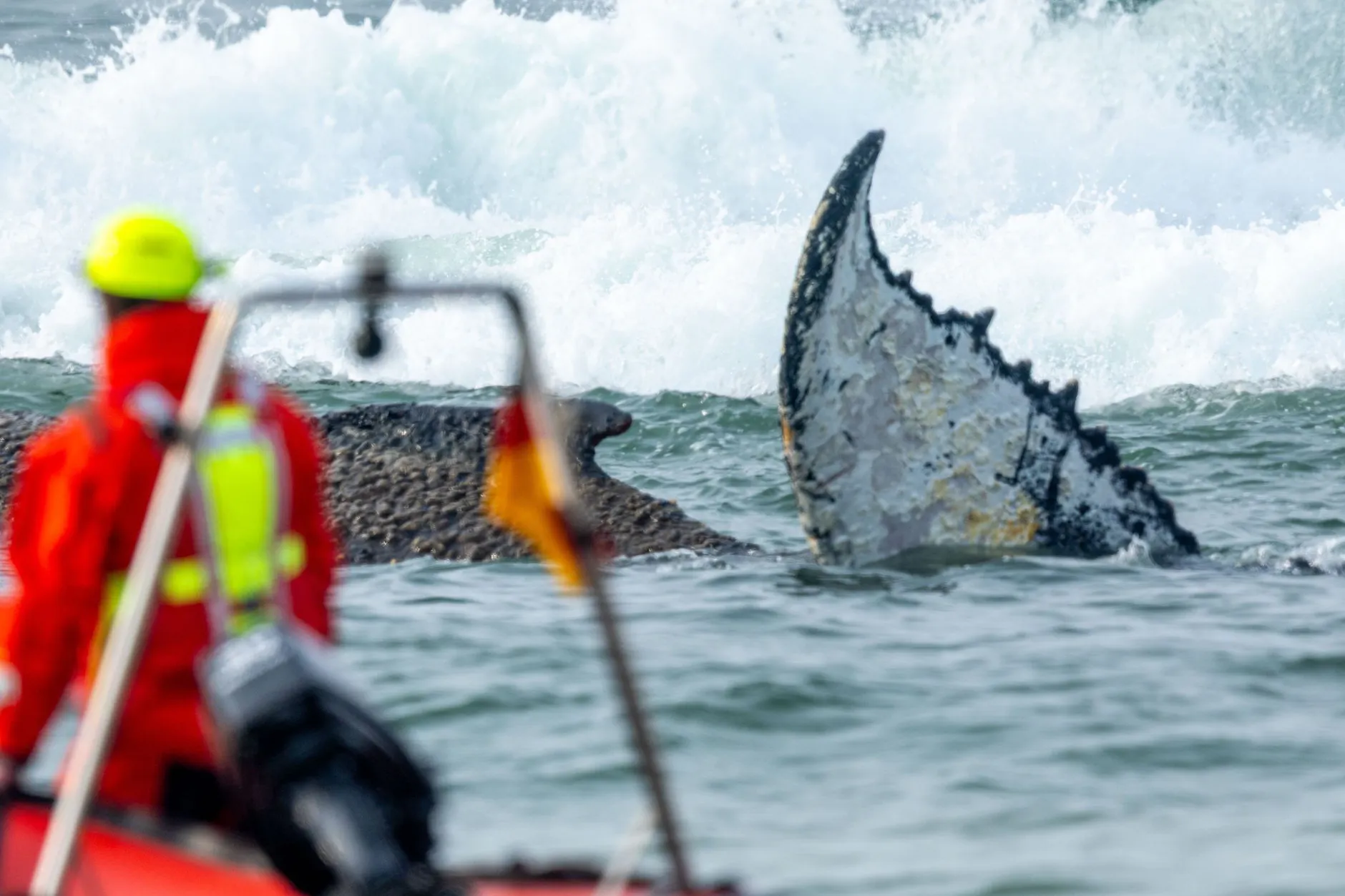 Rettungskräfte beim gestrandeten Wal.