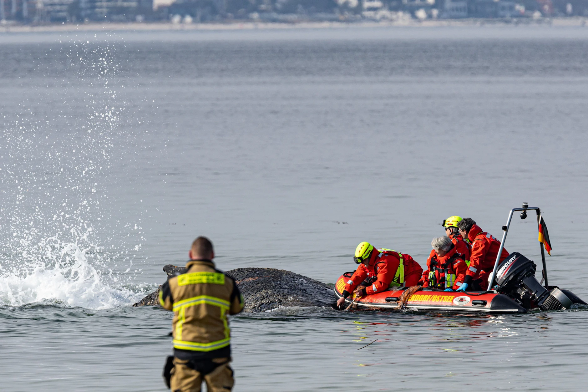 Timmendorfer Strand: Experten des Instituts für Terrestrische und Aquatische Wildtierforschung (ITAW) und Feuerwehrkräfte befreien einen Wal, der an der Ostseeküste vor Niendorf gestrandet ist, von Netzresten. 
