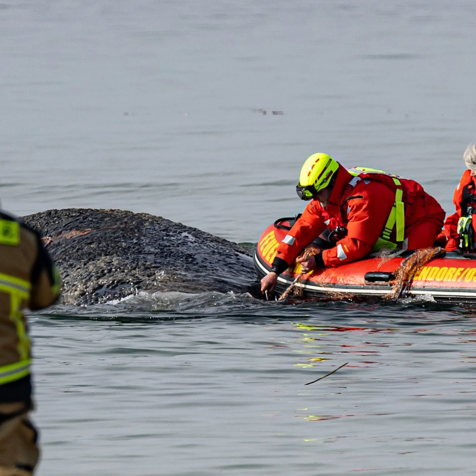 Niendorf: Buckelwal von Timmendorfer Strand weiter in Lebensgefahr