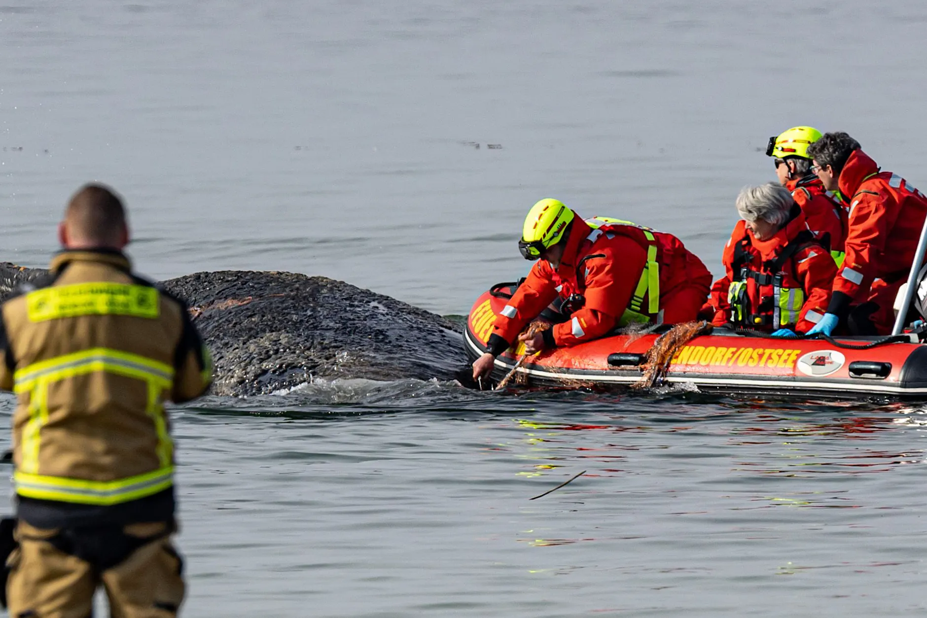 Niendorf: Buckelwal von Timmendorfer Strand weiter in Lebensgefahr