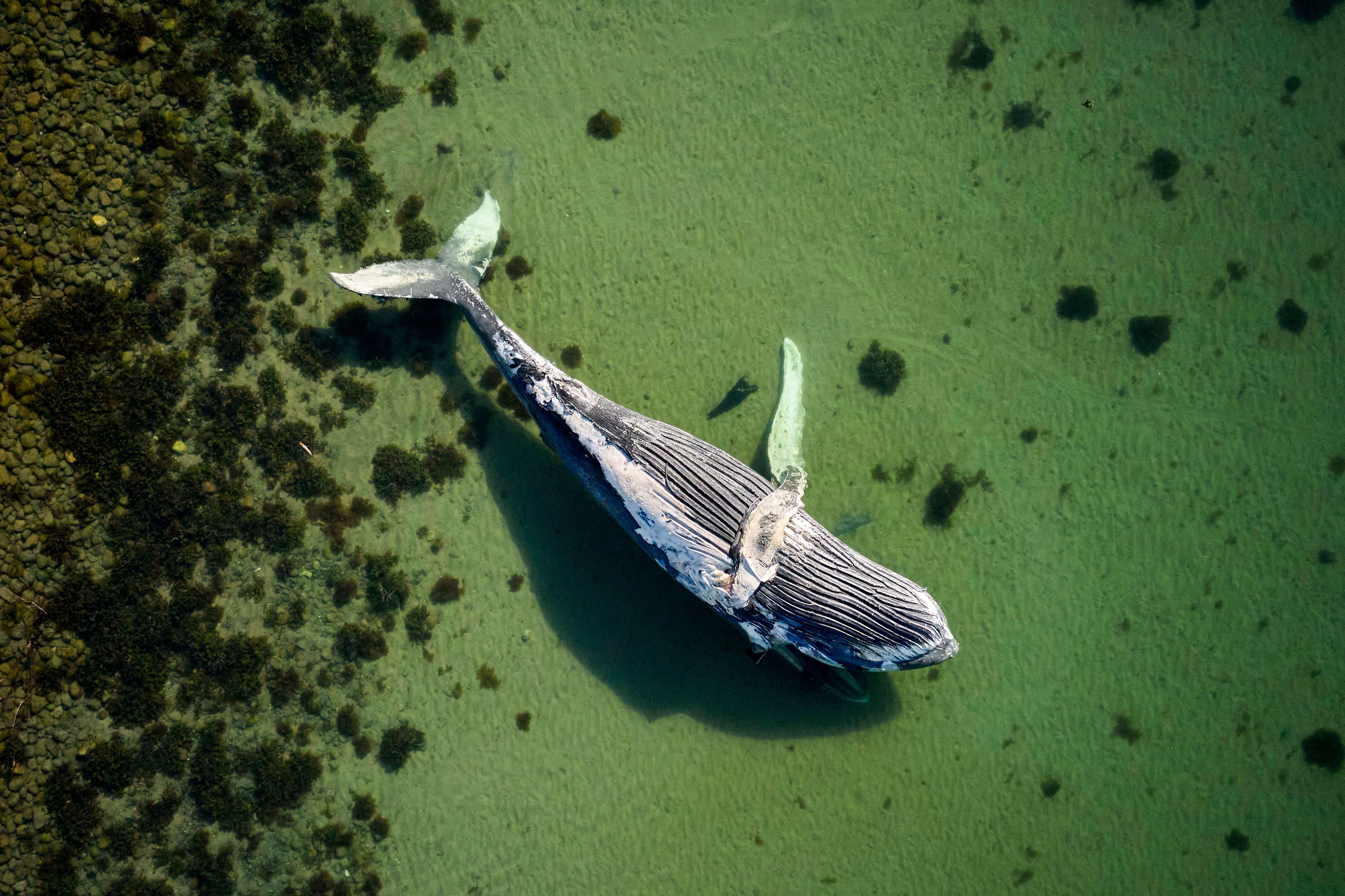 Buckelwal vor Timmendorfer Strand kämpft ums Überleben – Rettung an ihren Grenzen