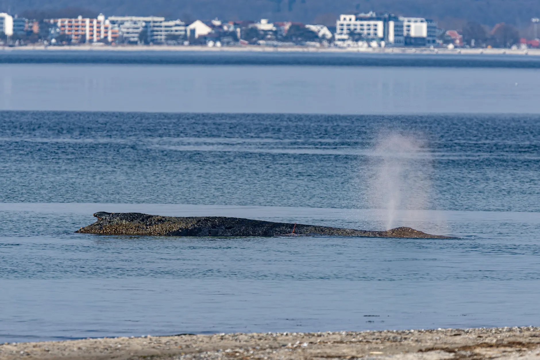 Timmendorfer Strand: Ein Wal ist an der Ostseeküste vor Niendorf gestrandet. Die Polizei hat das Gelände abgesperrt.
