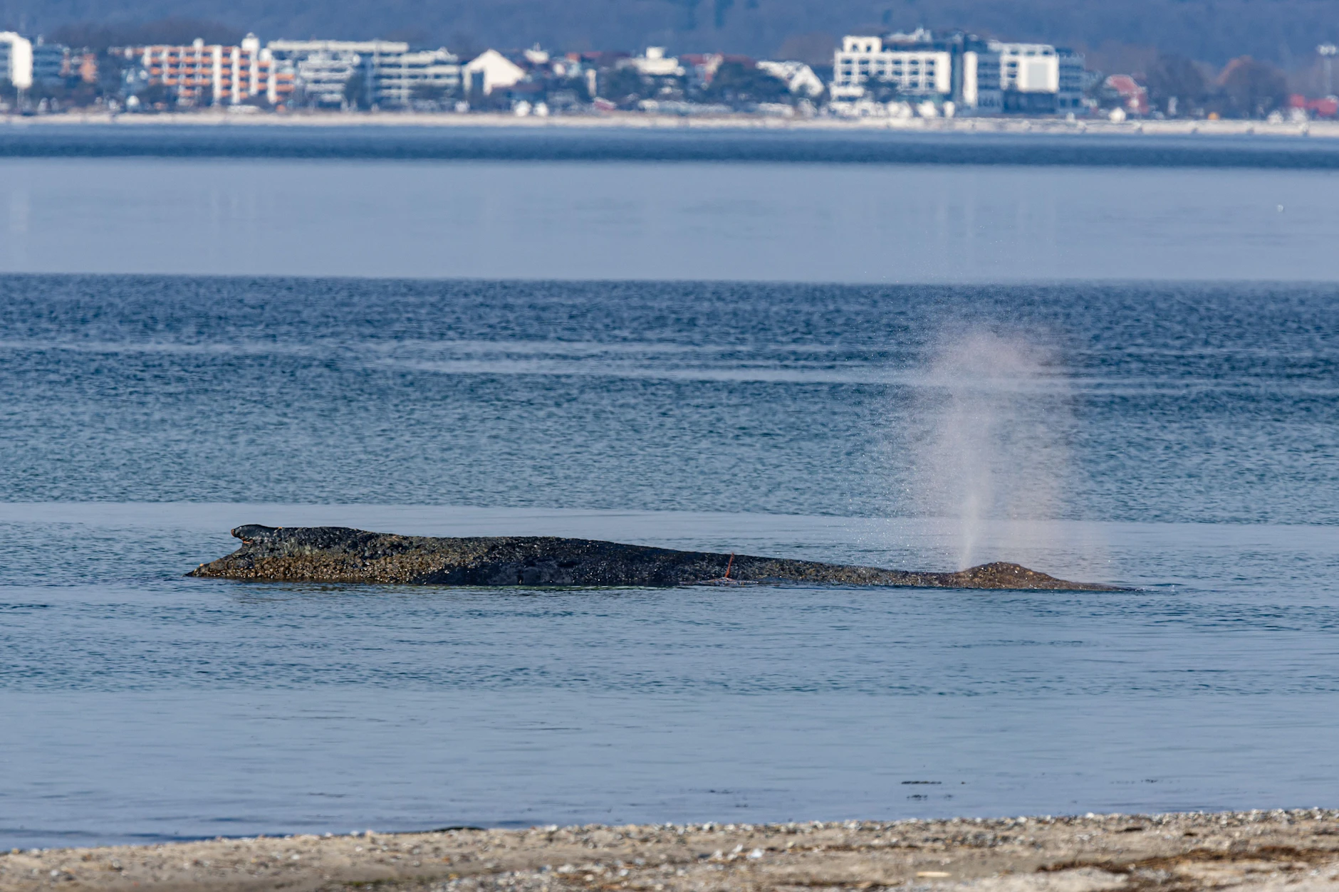 Timmendorfer Strand: Ein Wal ist an der Ostseeküste vor Niendorf gestrandet. Die Polizei hat das Gelände abgesperrt.