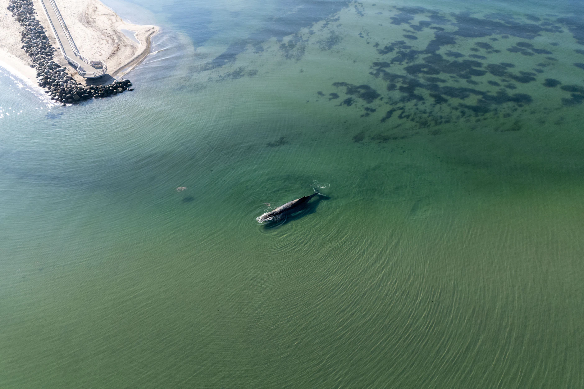 Der gestrandete Buckelwal vor dem Timmendorfer Strand.