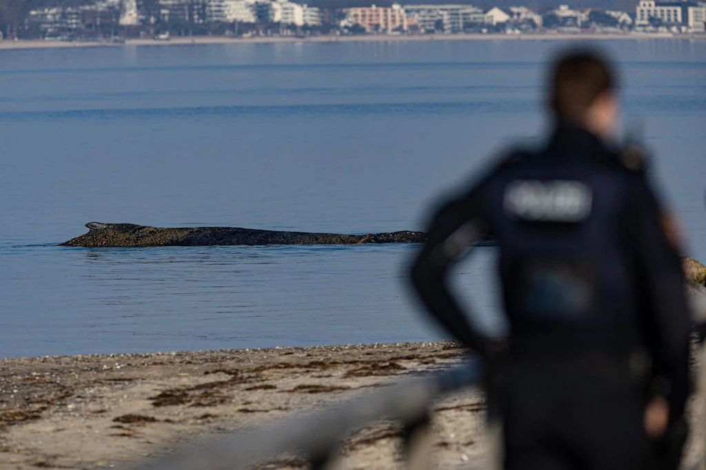 Kann der Wal vor Niendorf noch gerettet werden?