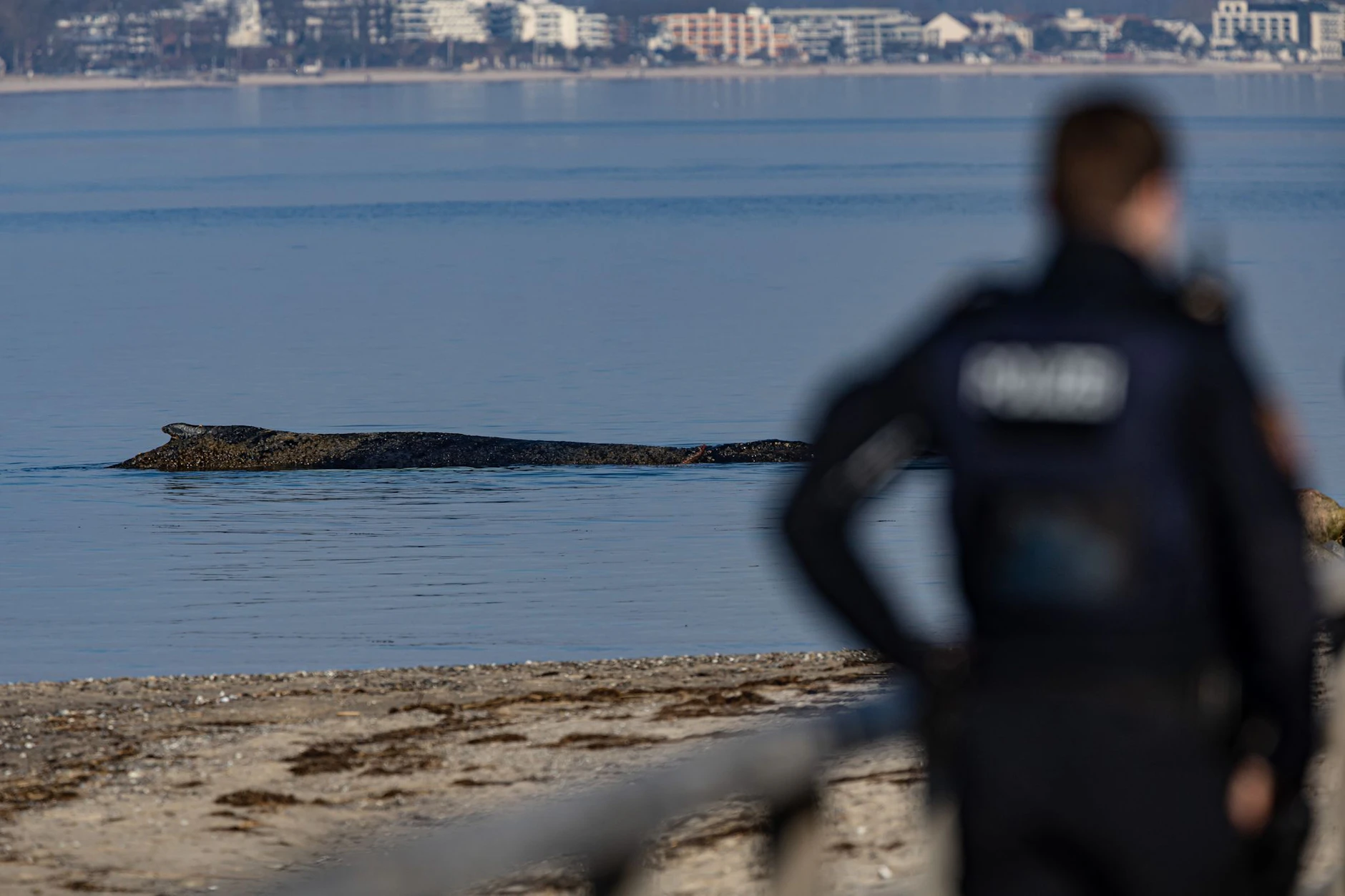 Kann der Wal vor Niendorf noch gerettet werden?