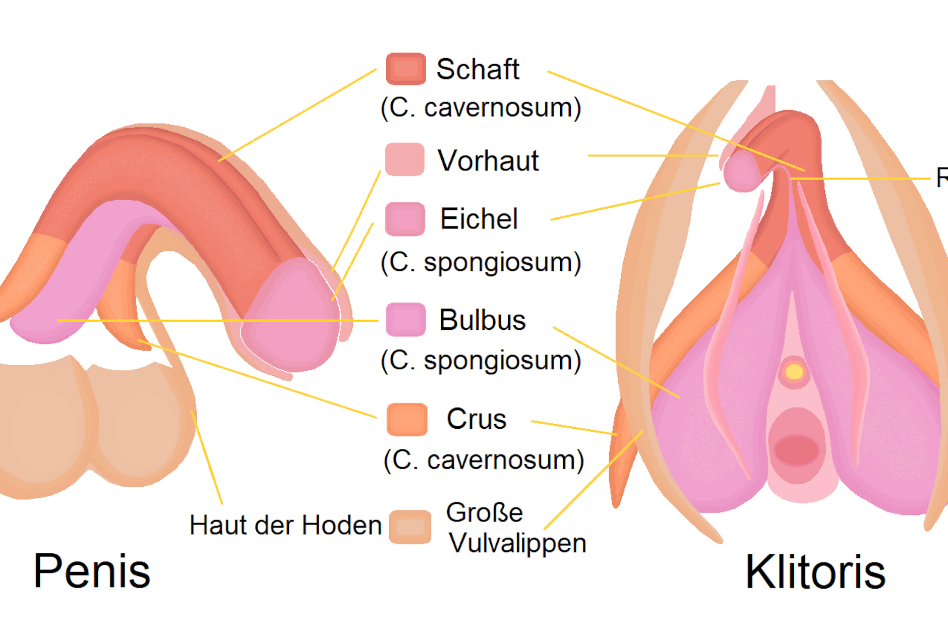 Die Klitoris im Vergleich zum Penis.