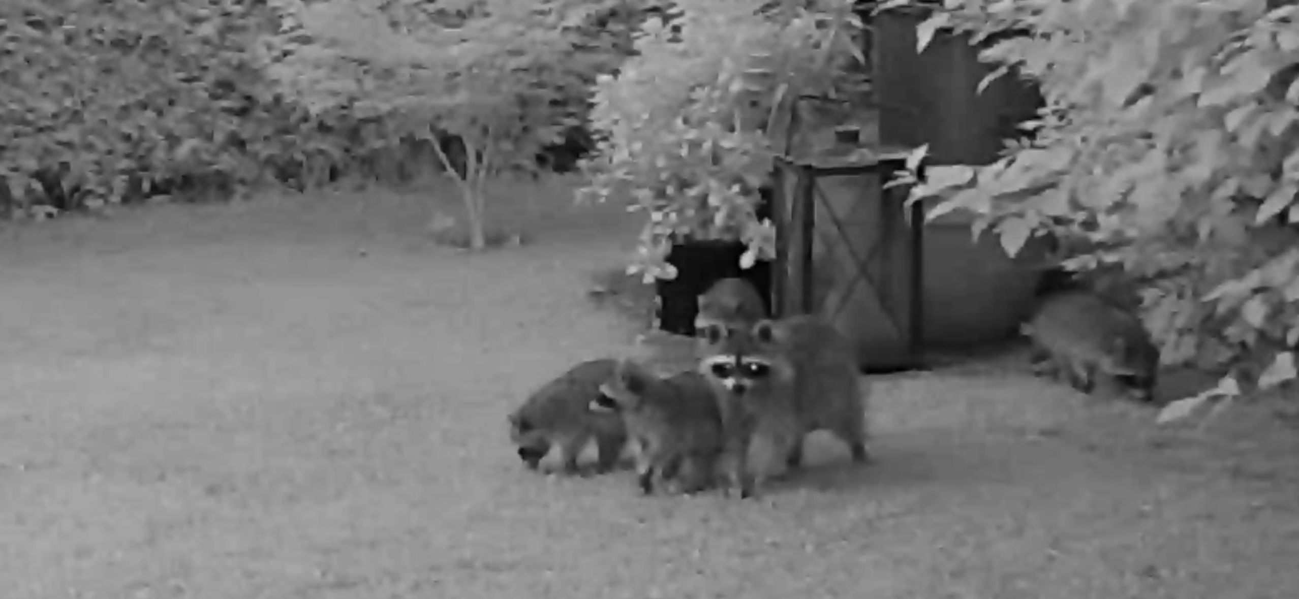 Gangster in Berliner Gärten: Senat gibt Waschbären zum Abschuss frei – mit Video