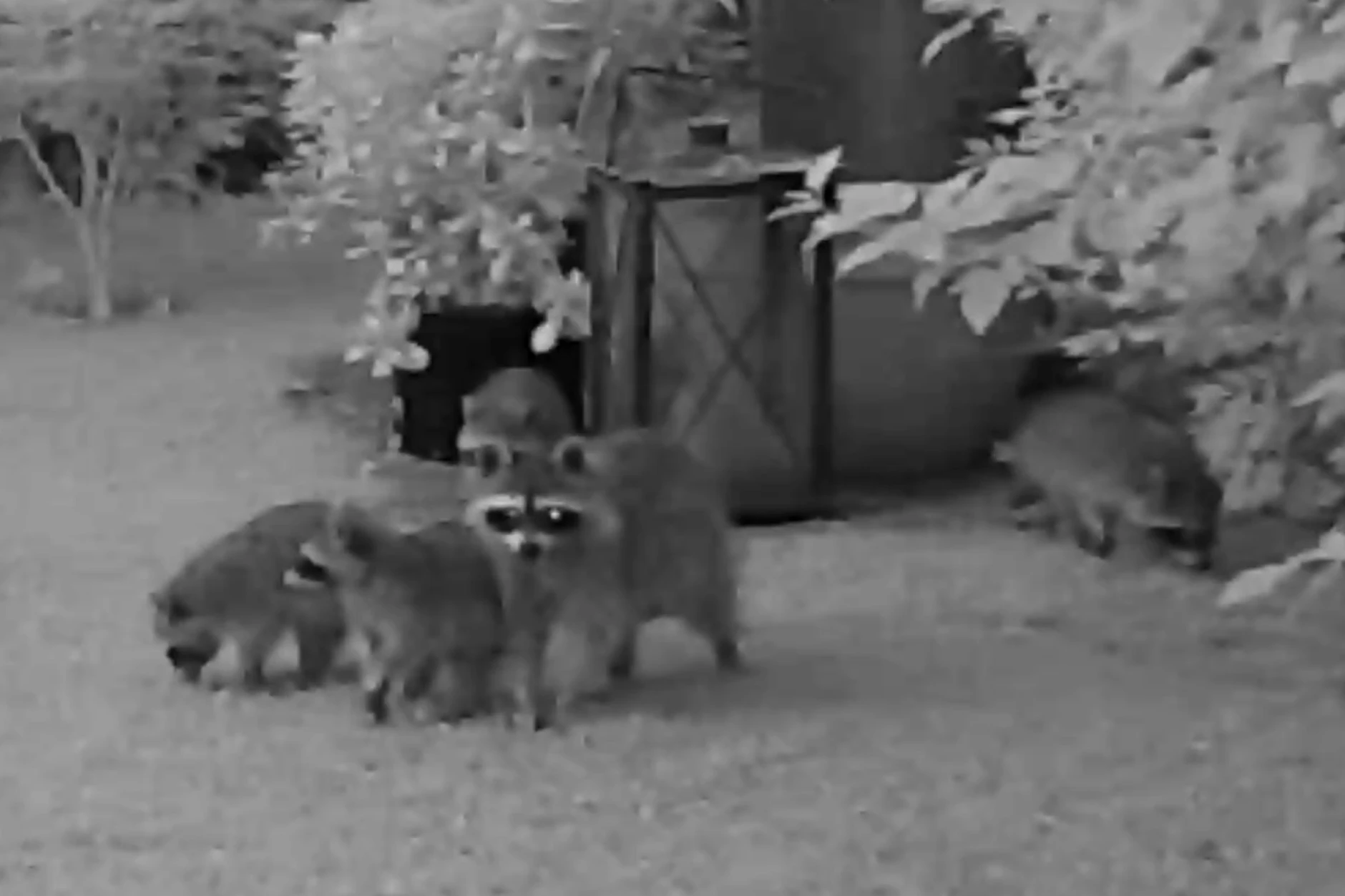 Die Eindringlinge wurden auf frischer Tat gefilmt.