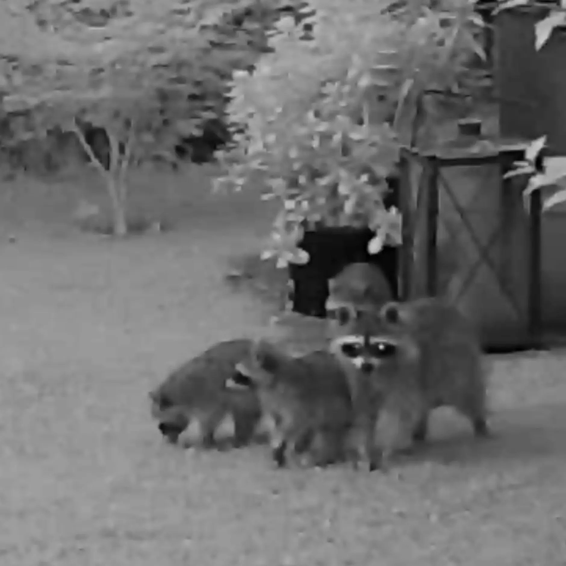 Image - Gangster in Berliner Gärten: Senat gibt Waschbären zum Abschuss frei – mit Video