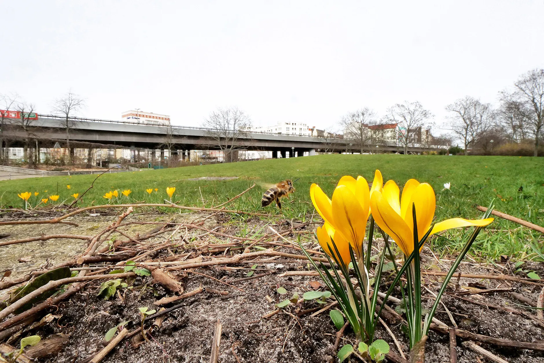 Frühlingserwachen am Innsbrucker Platz: Gelbe Krokusse blühen auf der Wiese des neu benannten Erna-Proskauer-Parks in Tempelhof-Schöneberg.