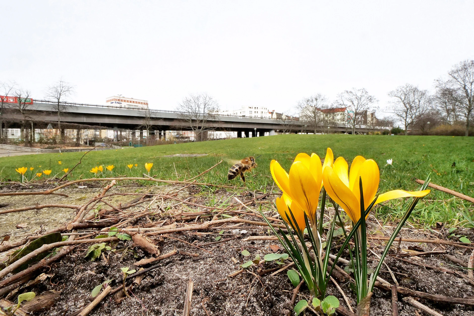 Frühlingserwachen am Innsbrucker Platz: Gelbe Krokusse blühen auf der Wiese des neu benannten Erna-Proskauer-Parks in Tempelhof-Schöneberg.