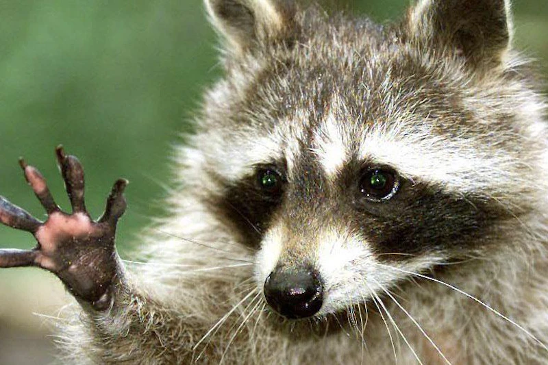 Waschbären auf Streifzug: Berliner Gärten im Visier