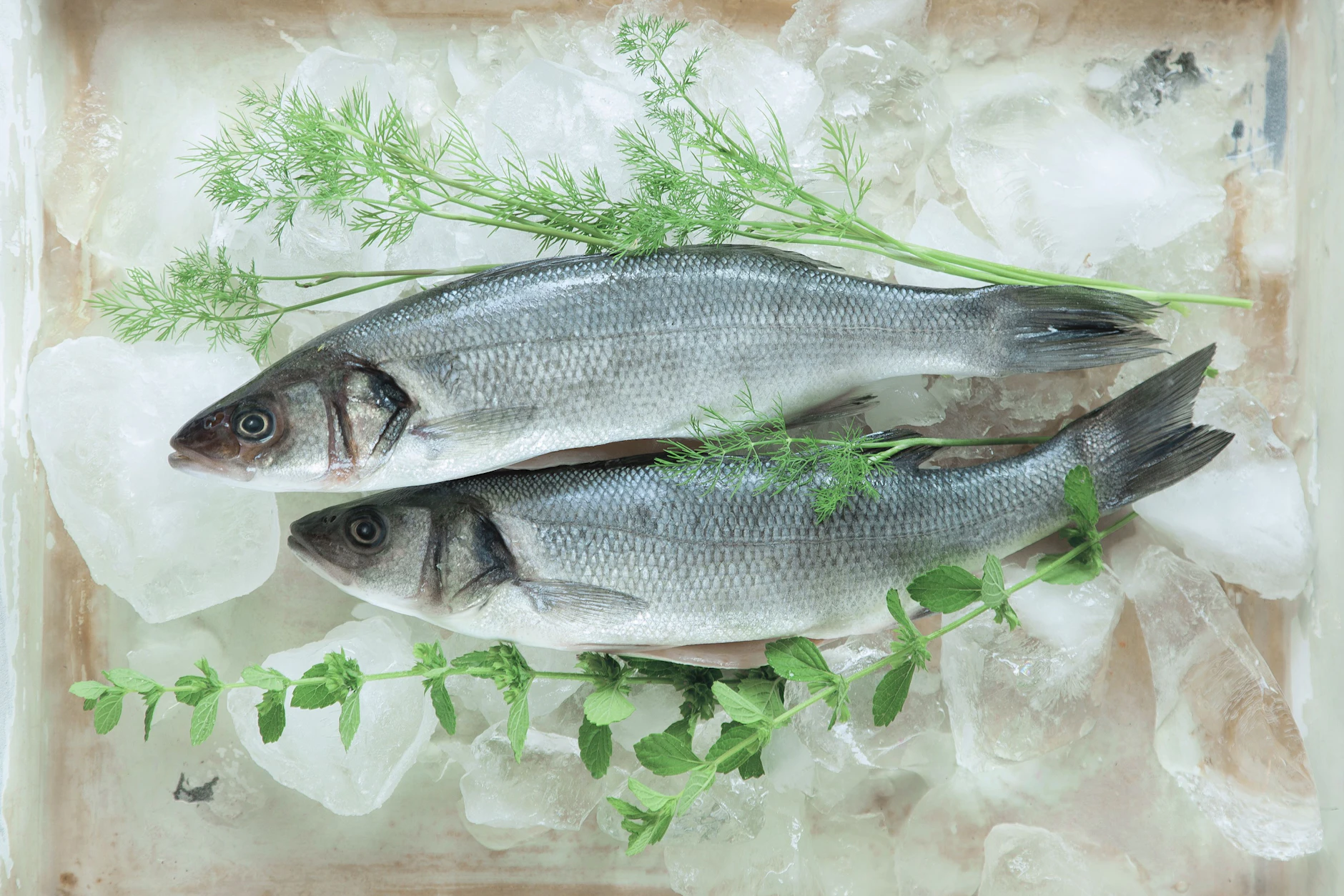 Hat sich in Europa zum Lieblingsfisch hochgeschwommen: Der Wolfsbarsch darf auf keiner Speisekarte mehr fehlen.