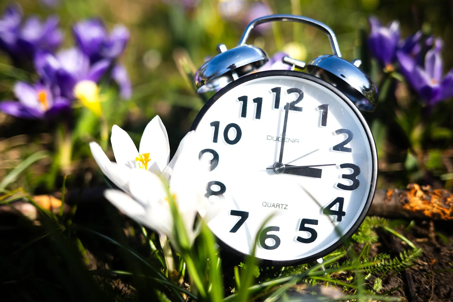 Wenn die Zeit umgestellt wird, kommt der Frühling mit großen Schritten auf uns zu.
