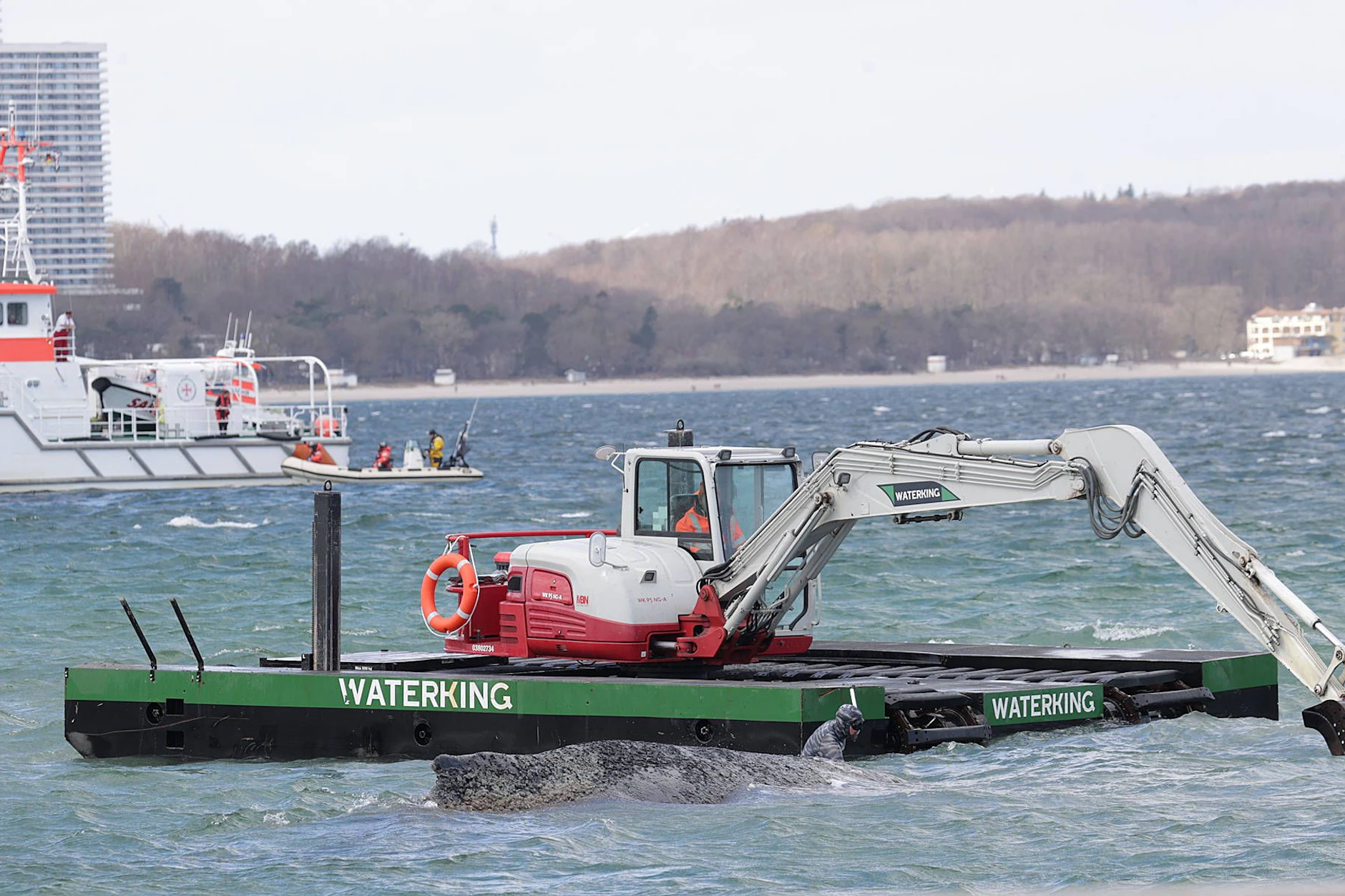 Ein Bagger trägt Sand ab, um eine Rinne für den Wal zu schaffen.