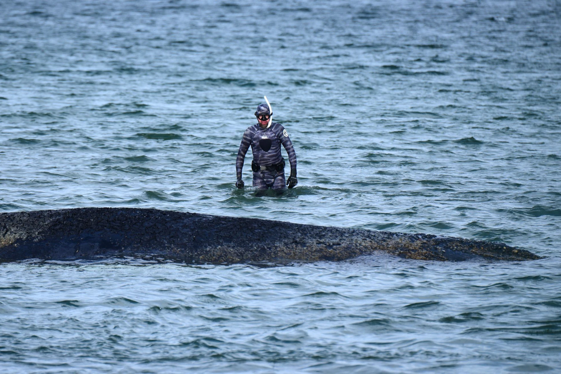 Robert Marc Lehmann, Biologe, untersucht einen gestrandeten Wal in der Ostsee. 