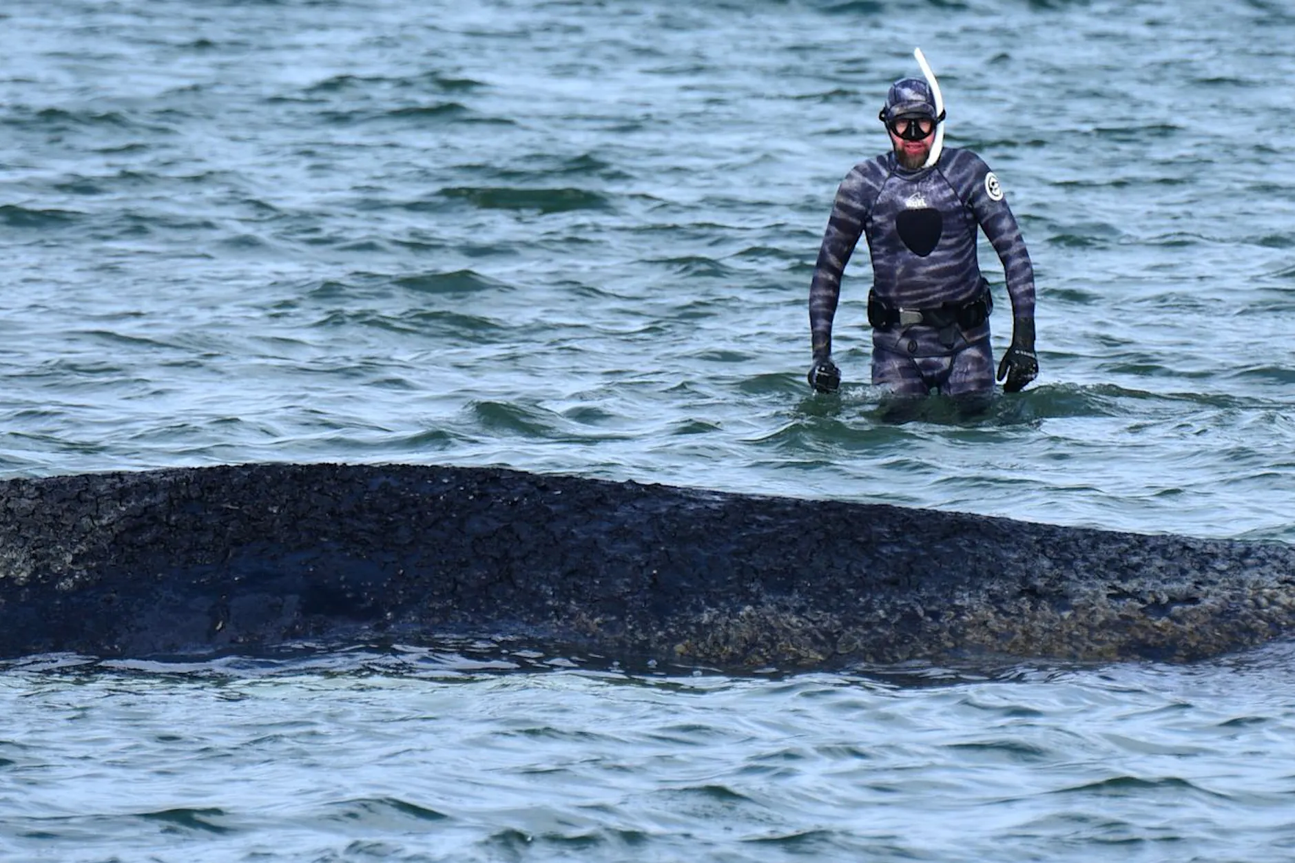 Rettung läuft! Meeresbiologe taucht zum Wal: „Er hat Angst“