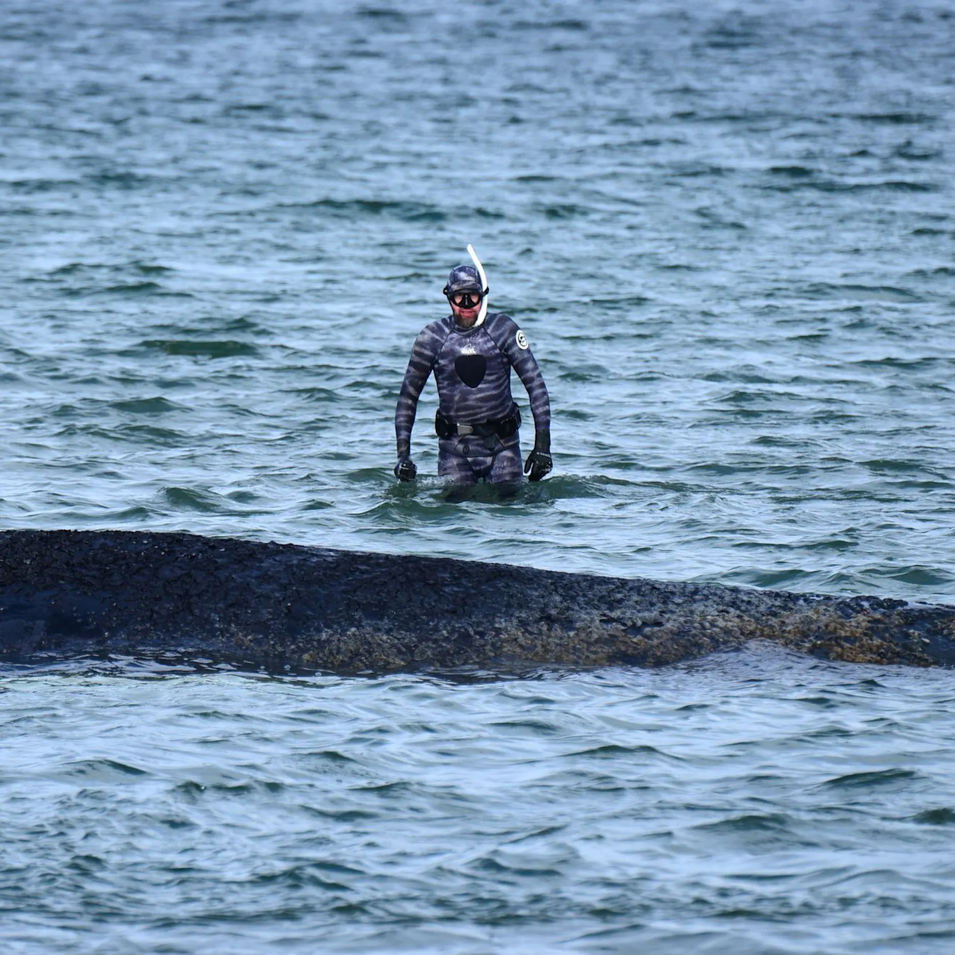 Wal-Drama in der Ostsee: Befreiung in letzter Minute