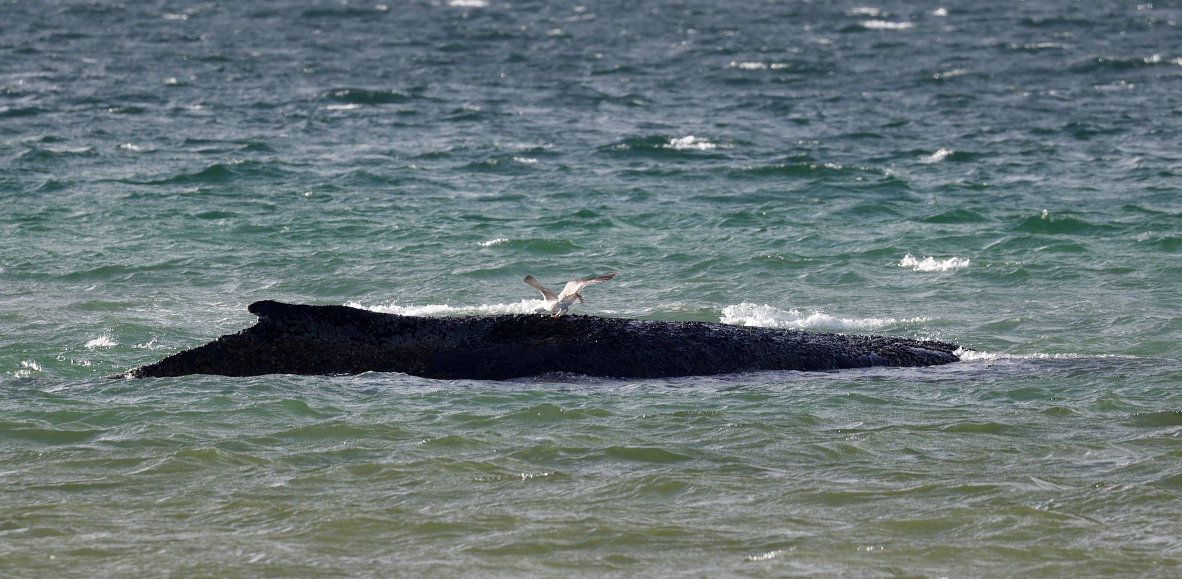 Gestrandeter Wal: Meeresbiologe sieht nur geringe Rettungschance