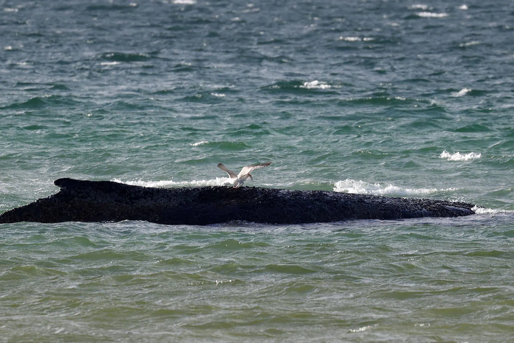 Der in der Lübecker Bucht gestrandete Buckelwal hat eine weitere Nacht überstanden.