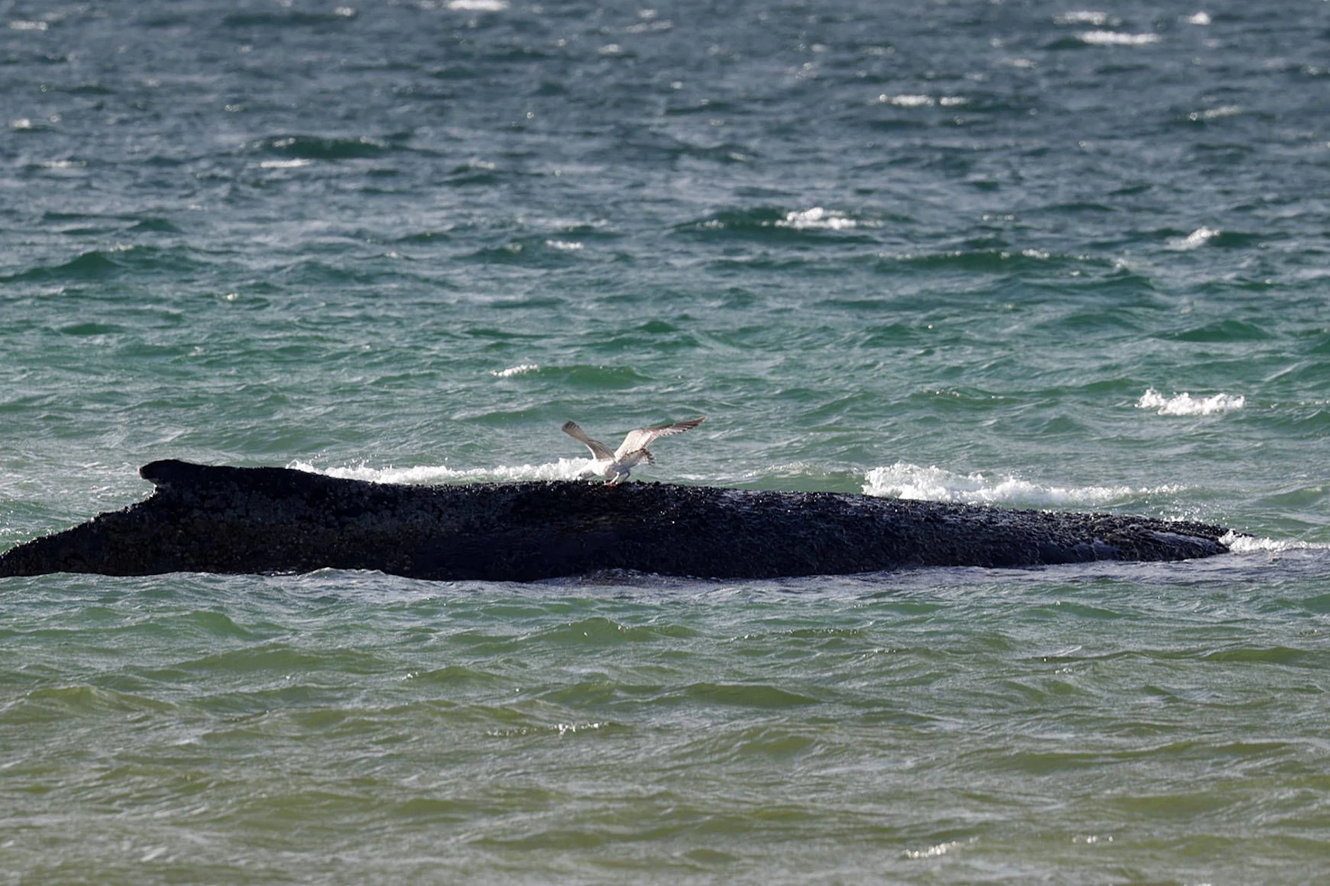 Der in der Lübecker Bucht gestrandete Buckelwal hat eine weitere Nacht überstanden.
