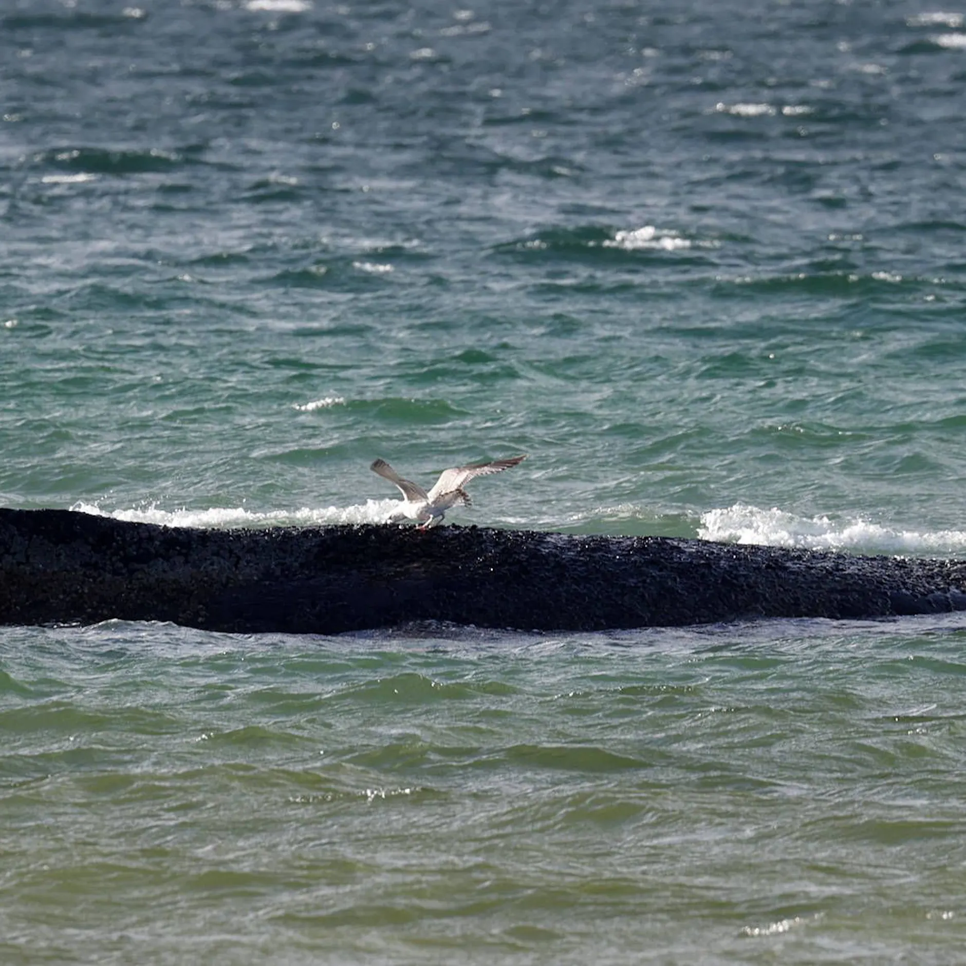 Image - Gestrandeter Wal: Meeresbiologe sieht nur geringe Rettungschance