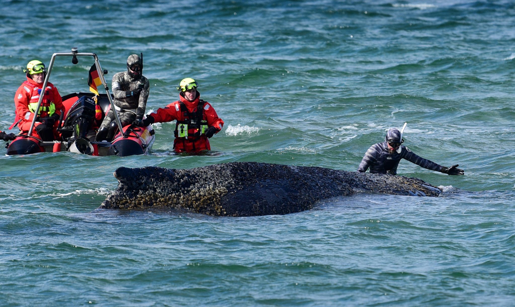 Trotz erster Fortschritte: Wal-Rettung in der Ostsee abgebrochen