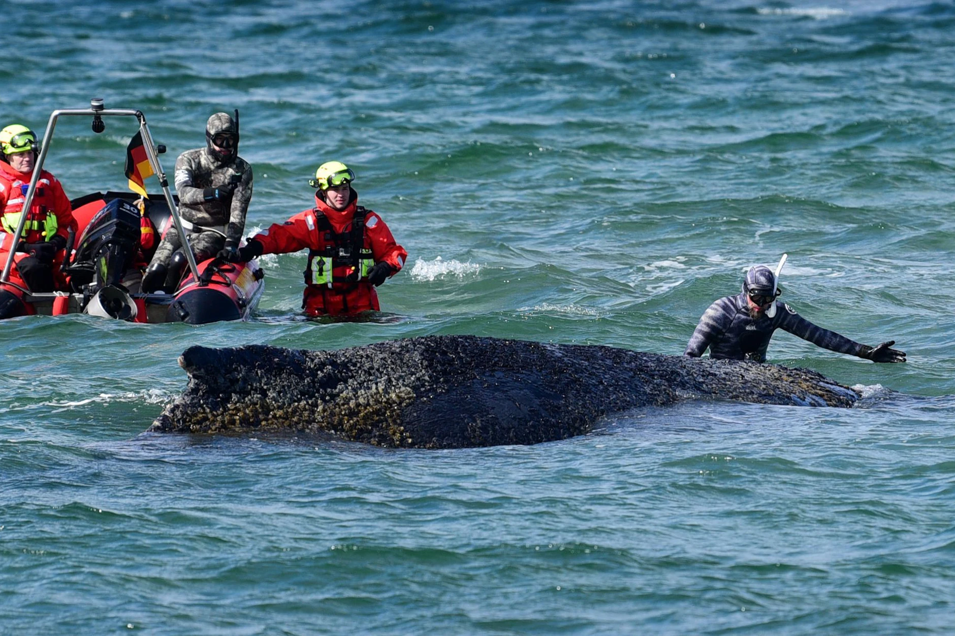 Einsatzkräfte versuchen dem gestrandeten Wal zu befreien.