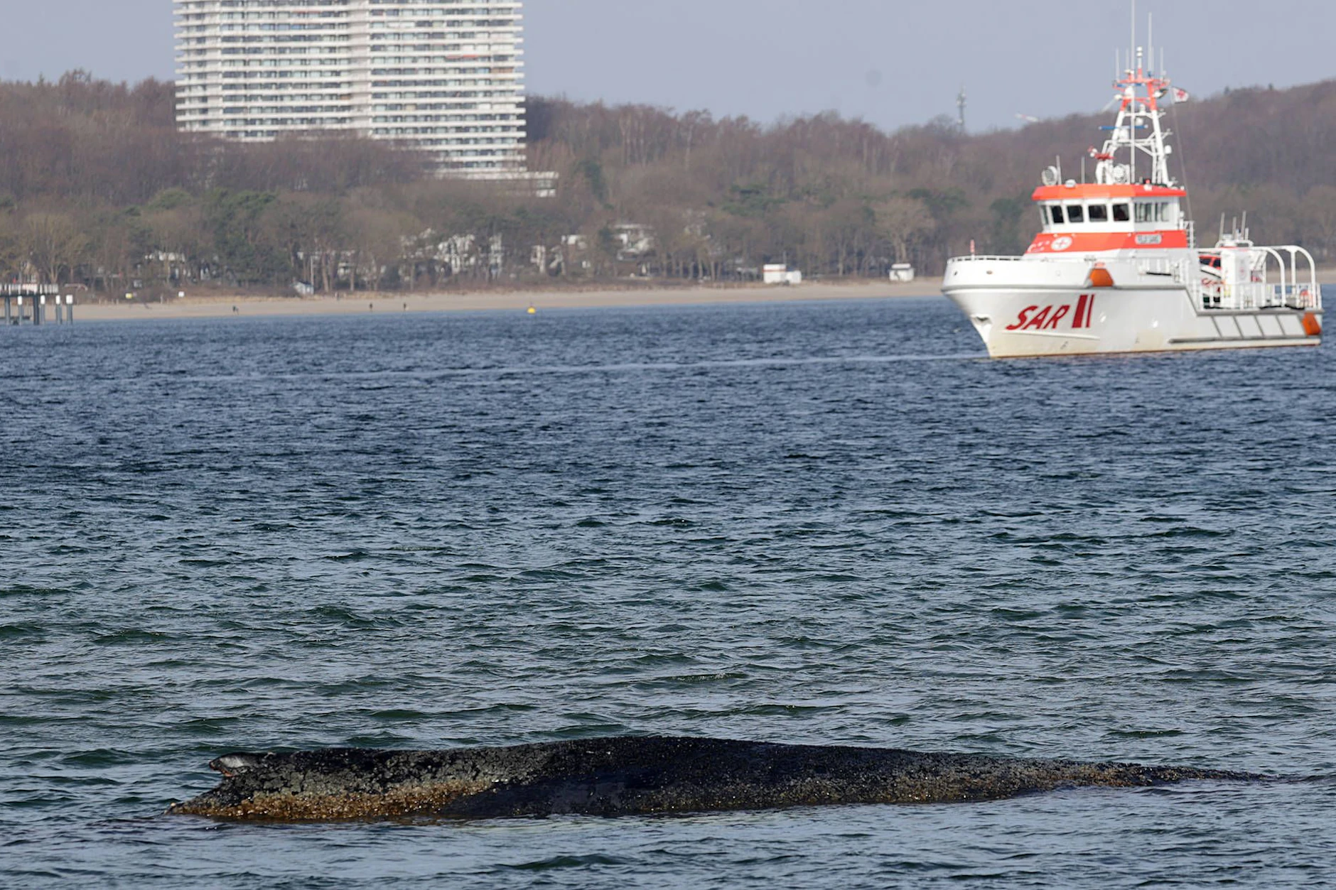 Der gestrandete Buckelwal vor Niendorf liegt regungslos im flachen Wasser – Rettungskräfte hoffen noch auf eine Chance.