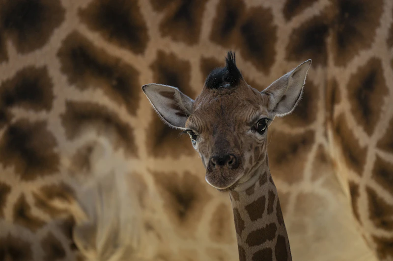 Schock im Tierpark Berlin: Giraffenbaby nach kurzer Zeit eingeschläfert