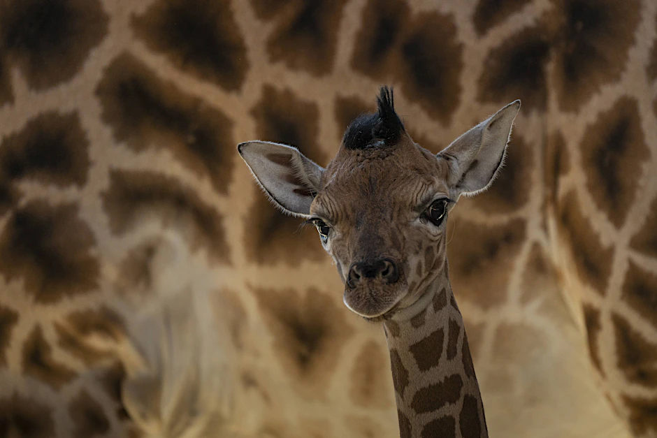 Eine junge Giraffe aus dem Tierpark in Friedrichsfelde musste eingeschläfert werden (Symbolbild).