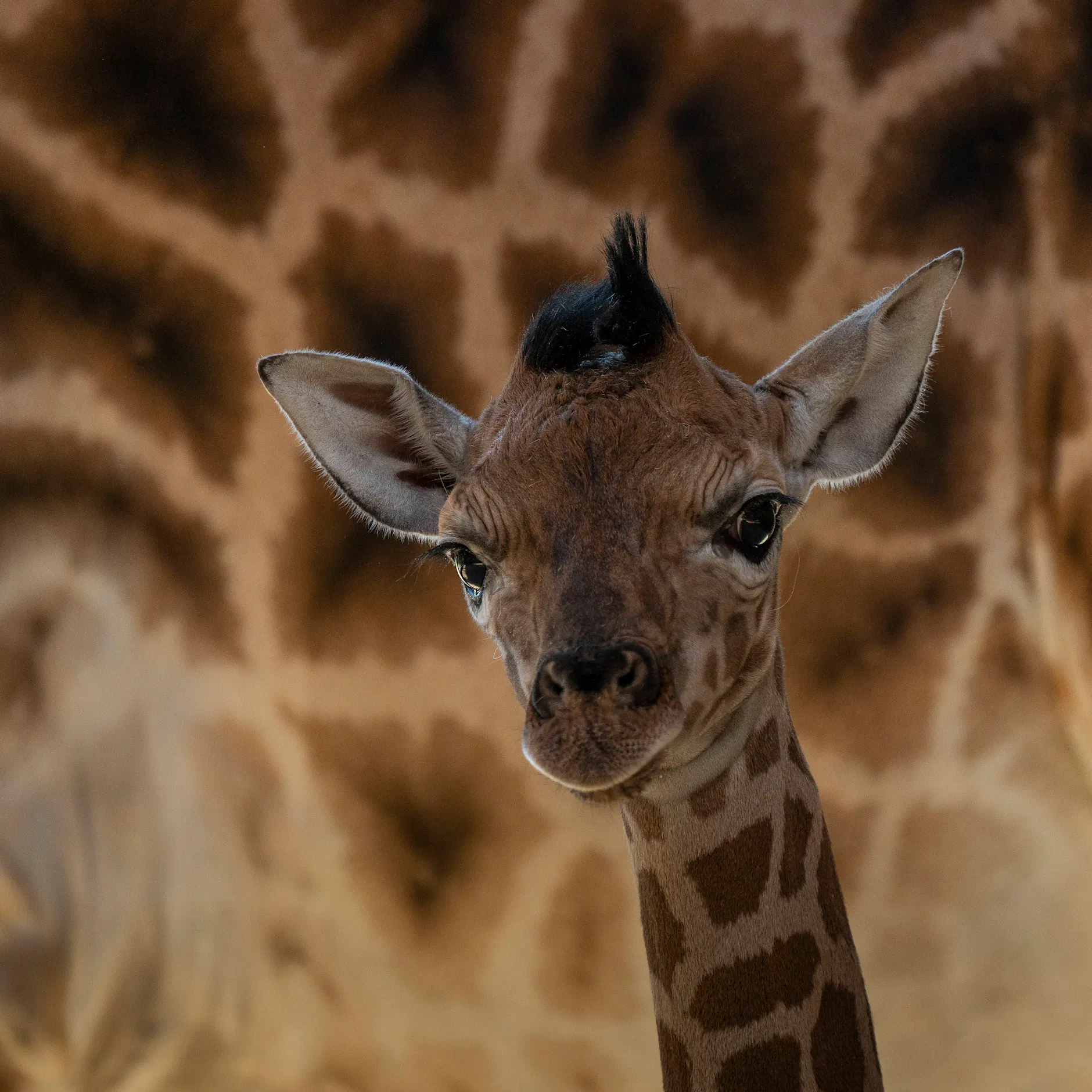 Schock im Tierpark Berlin: Giraffenbaby nach kurzer Zeit eingeschläfert