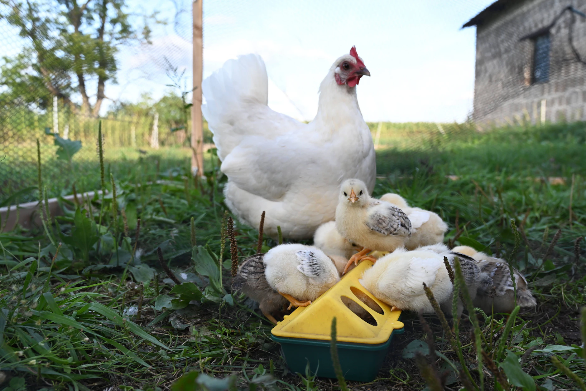 Auch Hühner sind sehr anfällig für die Newcastle-Krankheit. Um die Ausbreitung zu stoppen, müssen in befallenen Geflügelbetrieben alle Tiere gekeult werden.