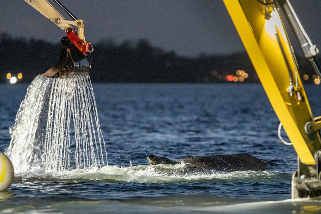 Mehrere Bagger hoben in der Nähe des gestrandeten Wals eine Schwimmrinne aus.