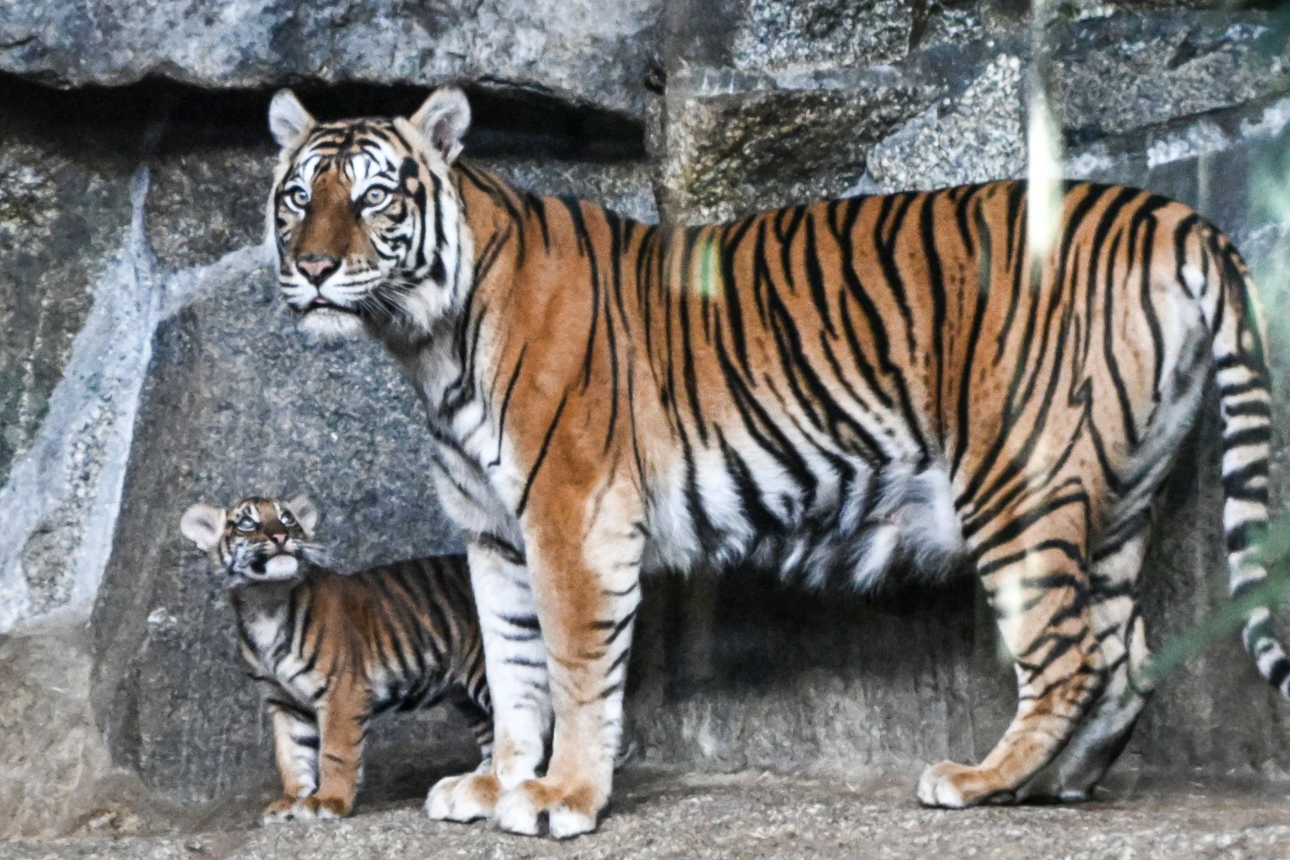 Sumatratiger-Nachwuchs Lilly und ihre Mutter Mayang im Tierpark Berlin - auch hier lohnt eine Jahreskarte.