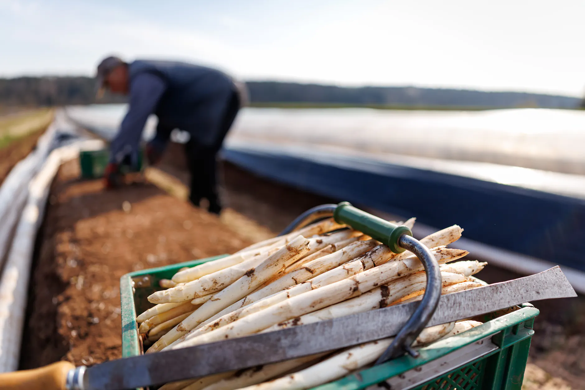Der erste Spargel ist besonders teuer, doch wo ist die Grenze?
