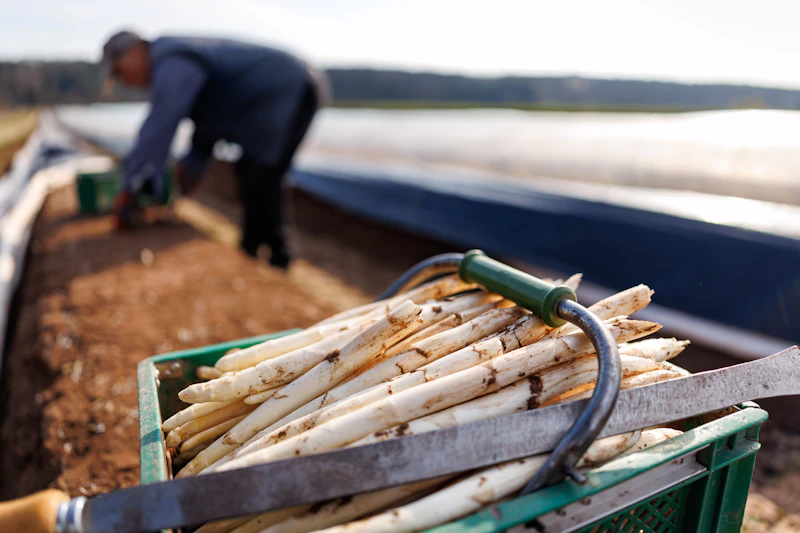 „Weißes Gold“: Ein Preisschild für Spargel sorgt für Aufruhr im Netz
