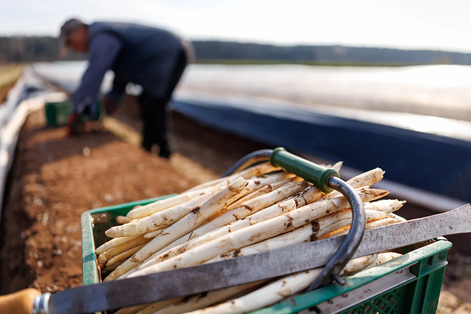 „Weißes Gold“: Ein Preisschild für Spargel sorgt für Aufruhr im Netz